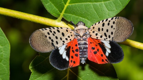 What’s occurring with noticed lanternflies?