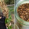 Chicory an all-natural different to chemically decaffeinated espresso, says homesteader