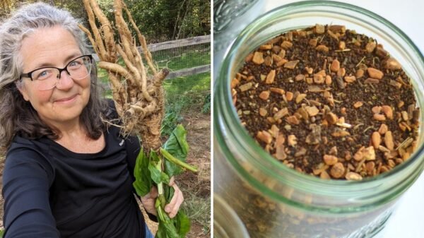 Chicory an all-natural different to chemically decaffeinated espresso, says homesteader