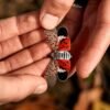 Invasive noticed lanternflies seen in New York’s wine area