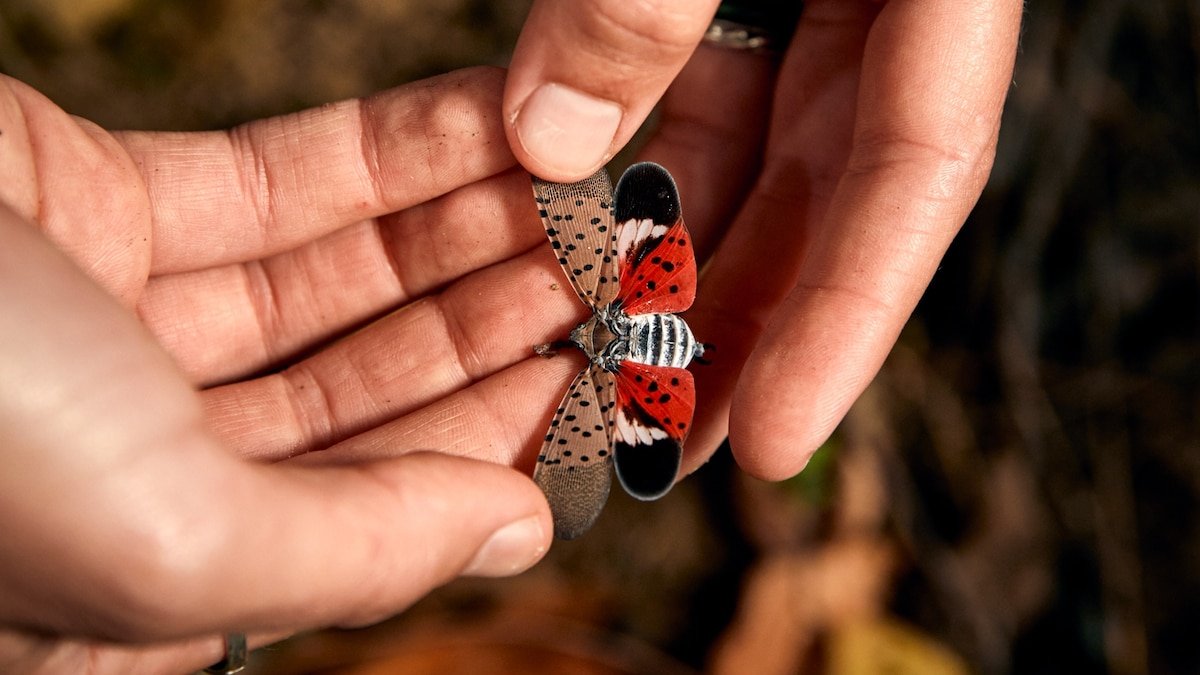 Invasive noticed lanternflies seen in New York’s wine area