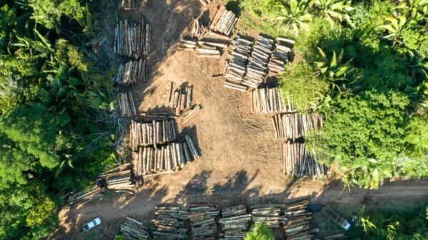 Unlawful logging footprint within the Amazon expanded by a fifth, report finds