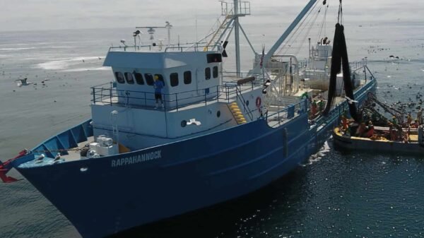 Menhaden fishing firm requests elevated buffer for future offshore wind initiatives