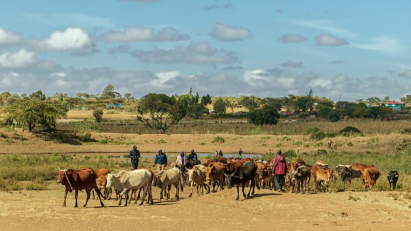 The world is getting smaller for pastoralists going through a number of threats