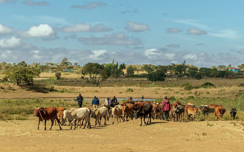 The world is getting smaller for pastoralists going through a number of threats