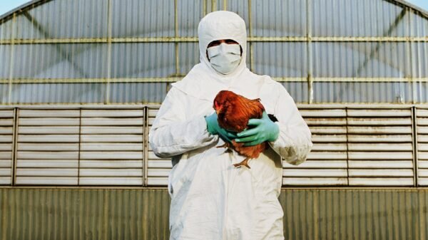 Is Chicken Flu the Subsequent Pandemic? This is What to Know In regards to the First “Extreme” Human Case