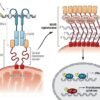 Platform influencers—host RNA management of antiviral immunity | Science