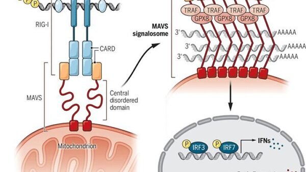 Platform influencers—host RNA management of antiviral immunity | Science