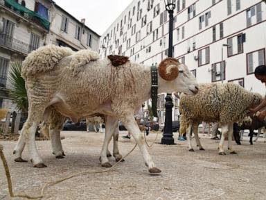 Algeria plans to import a million sheep forward of Islam’s Eid Al-Adha